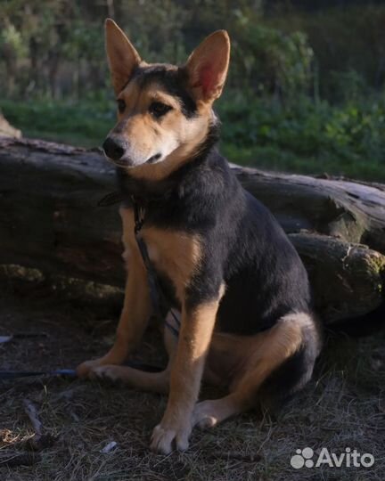 Собака в добрые руки