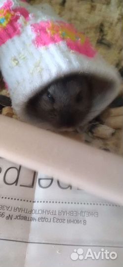 Хомячок девочка