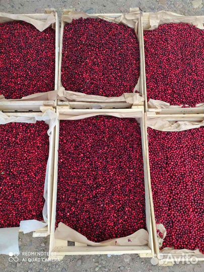 Брусника клюква черника ежевика малина голубика