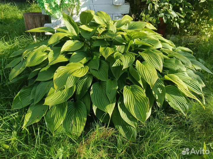 Шикарная хоста