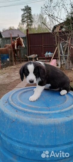 Метисы бигля