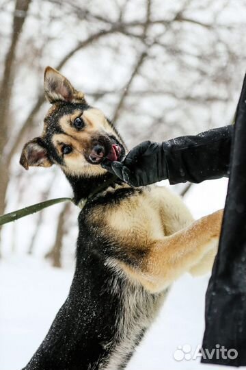 Молодой щенок ищет самую лучшую семью