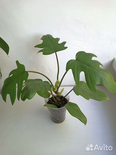 Филодендроны