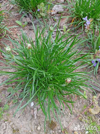 Армерия приморская розовая