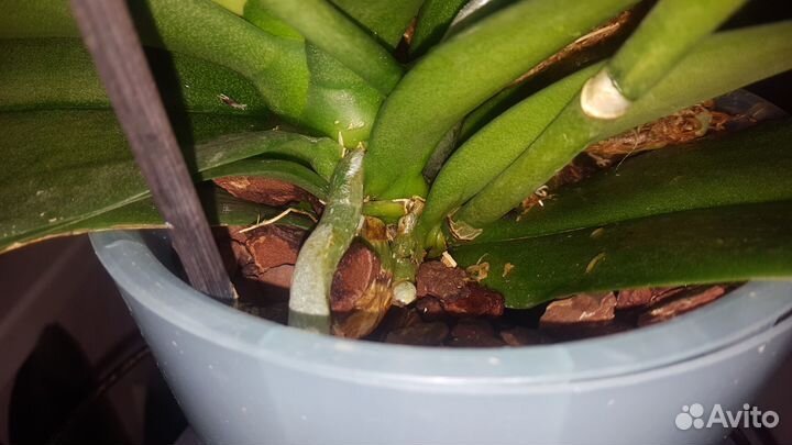 Орхидея 2 цветоноса