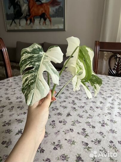 Монстера альба