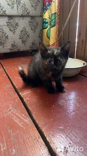 Отдаем котят в добрые руки