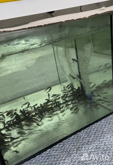 Оборудование для массажа рыбками гарра руфа