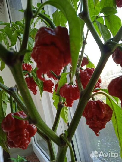 Рассада перца Carolina Reaper