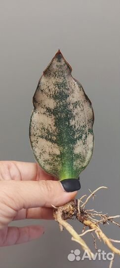 Сансевиерия кирки копертон