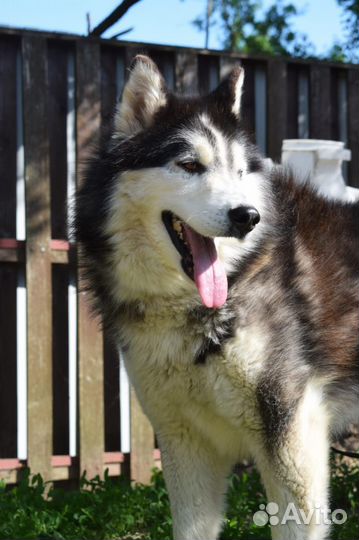 Собака (хаски)