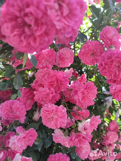 Роза плетистая