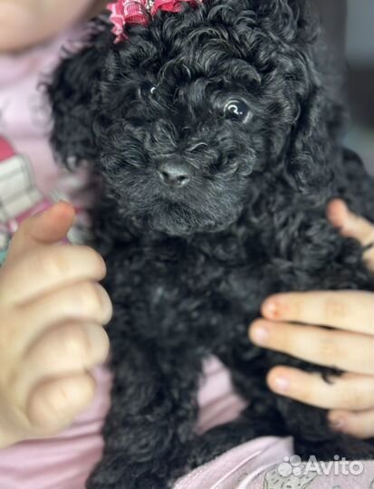 Щенки пуделя