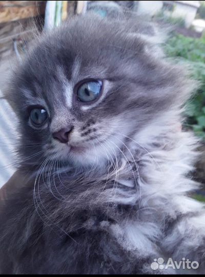 Котята в добрые руки даром