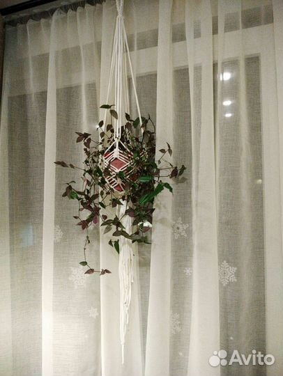 Комнатные цветы традесканция в кашпо макраме