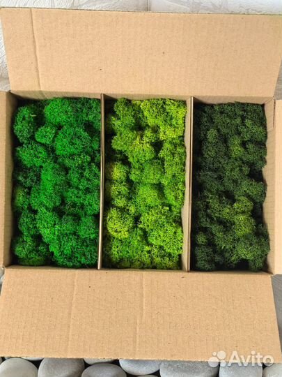 Декоративный мох (стабилизированный)