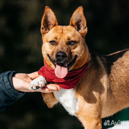 Арчи, маленький красавец, ищет дом
