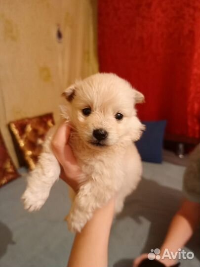 Щенки