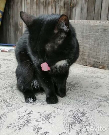 Котик в добрые руки