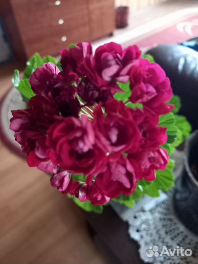 Пеларгония герань розебудная