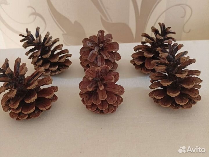 Шишка Крымская