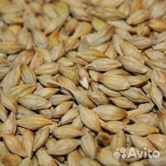 Зерно пшеницы14р, размол 14р