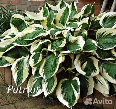 Саженцы хосты 1-2 почки из грунта