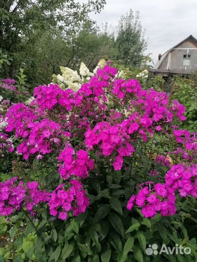 Флоксы многолетние