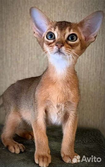 Абиссинские котята