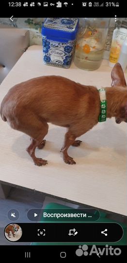 Мини той-терьер