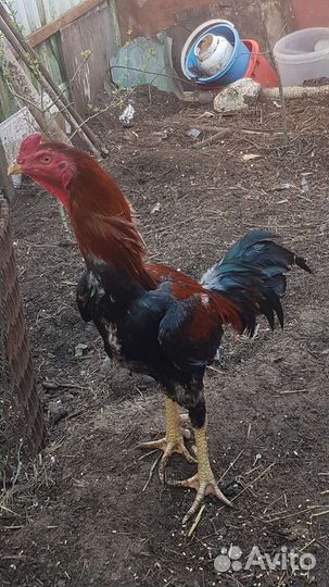 Петухи бойцовые о Шамо