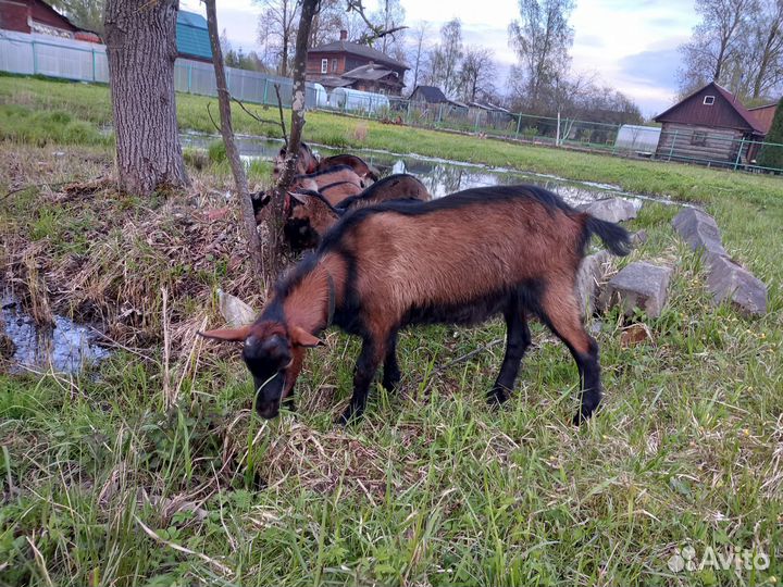 Козел альпийский