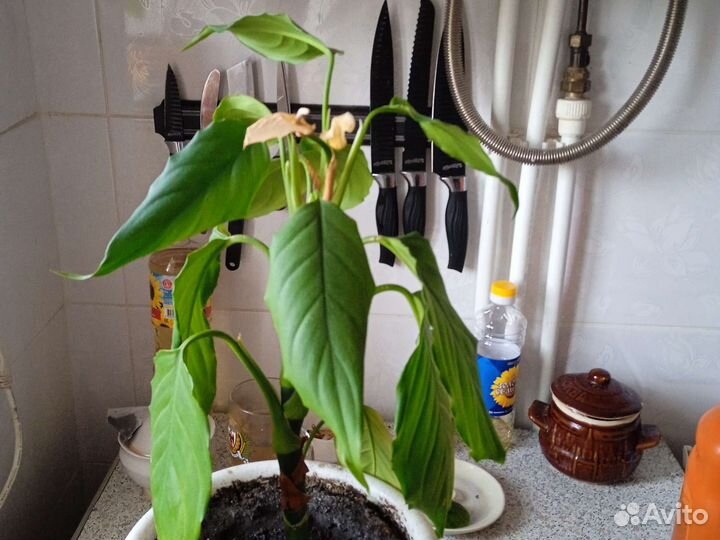 Дендробиум