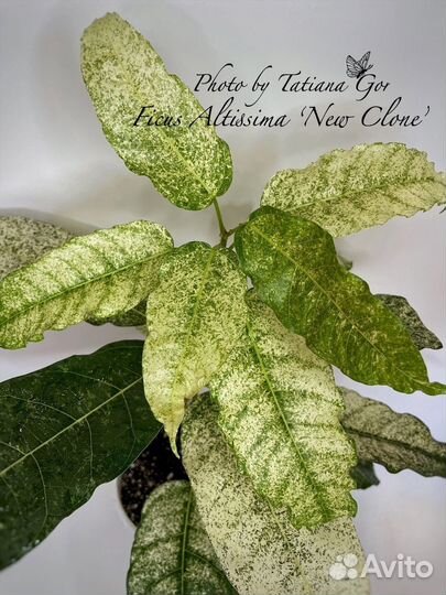 Фикусы-разные сорта