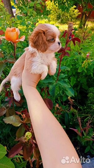 Мини девочка