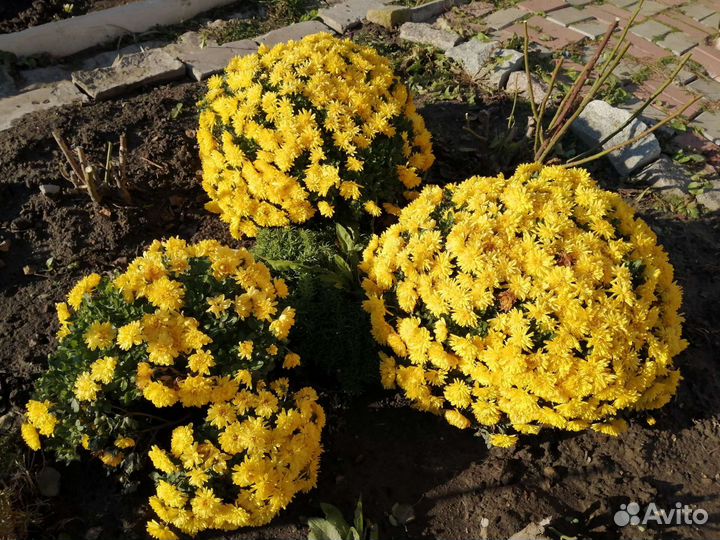 Хризантемы мультифлора /шаровидная