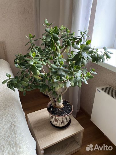 Толстянка Денежное дерево цветок в горшке