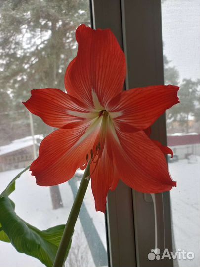 Гиппиаструм