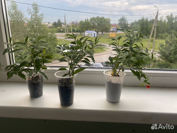 Паслен домашний