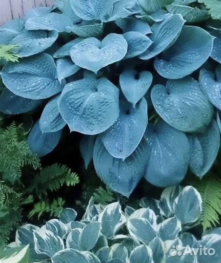 Хоста голубая чаша