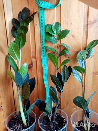 Замиокулькас dowon, zenzi и др