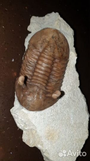 Трилобит Азафус Asaphus Kowalewskii