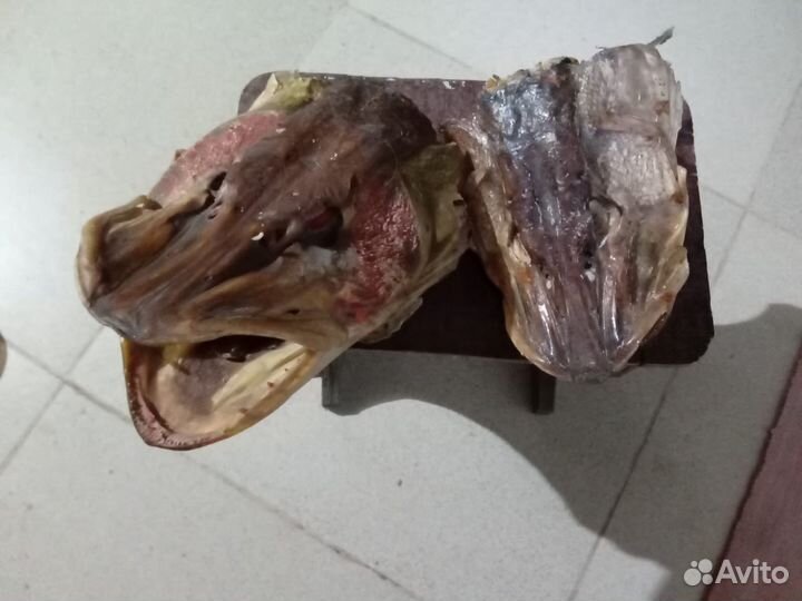 Чучело головы щуки