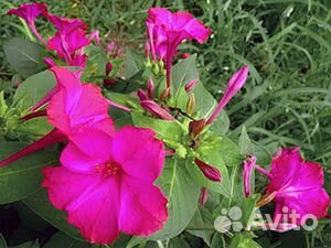 Мирабилис (ночная красавица) Семена 10 шт