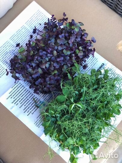 Набор для выращивания микрозелени