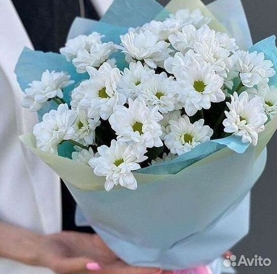 Хризантема