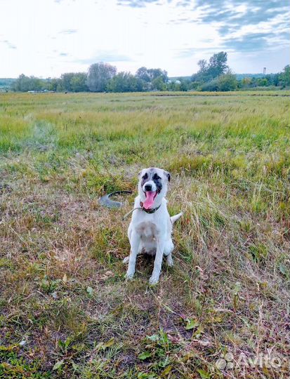 Среднеазиатская овчарка