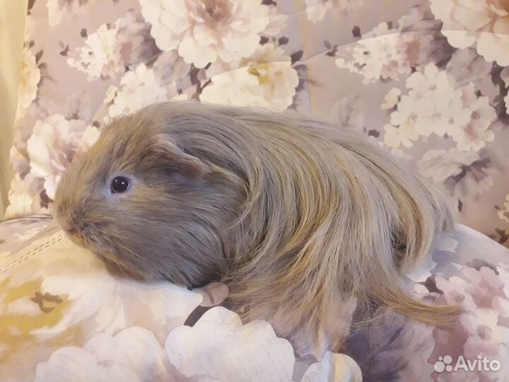 Морская свинка мальчик на вязку