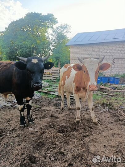 Коровы,быки,телята