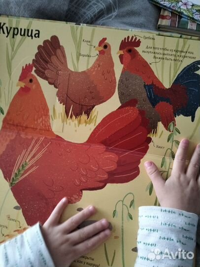 Книги от миф.Животные снаружи и внутри. Моне. ч. 2